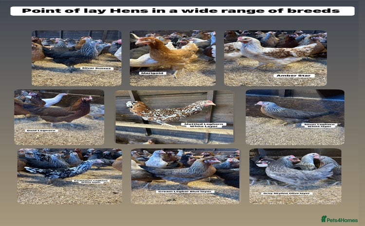Chickens poultry - Advert 2