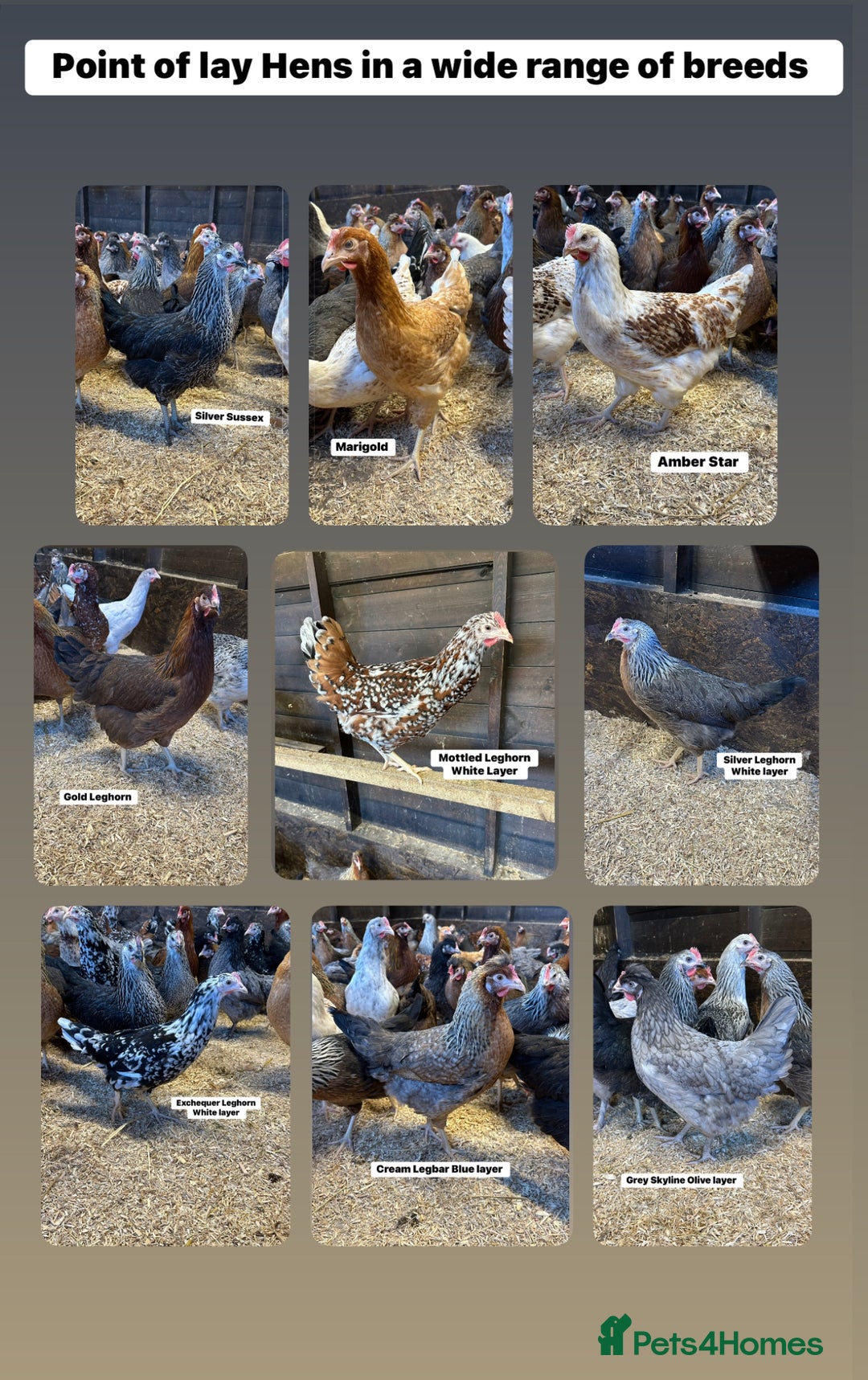 Chickens poultry for sale: Point of lay fully vaccinated Hens, lots of breeds - Image 1
