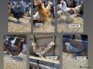 Chickens poultry - Advert 11