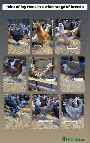 Chickens poultry - Advert 8