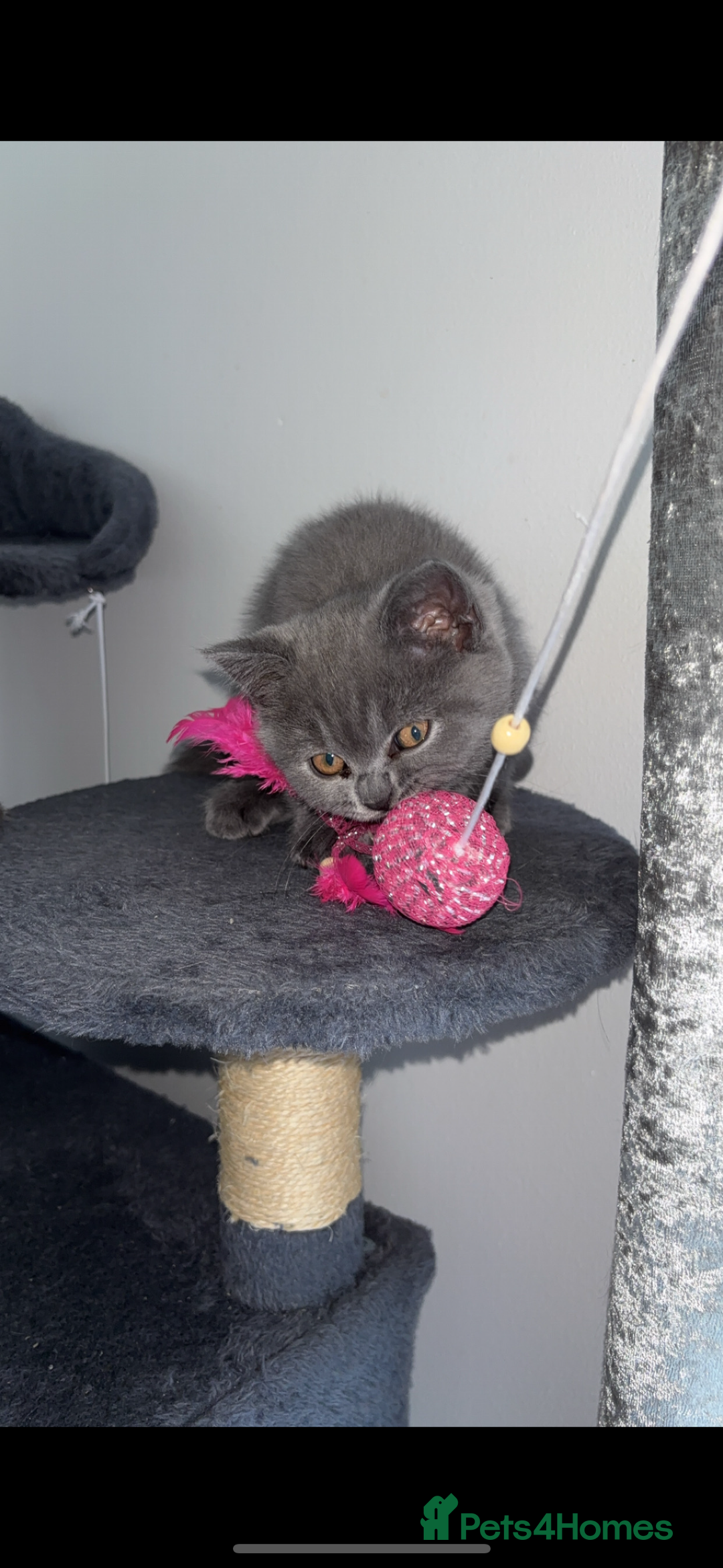 British Shorthair cats for sale: Pure breed British shorthairs  - Image 22