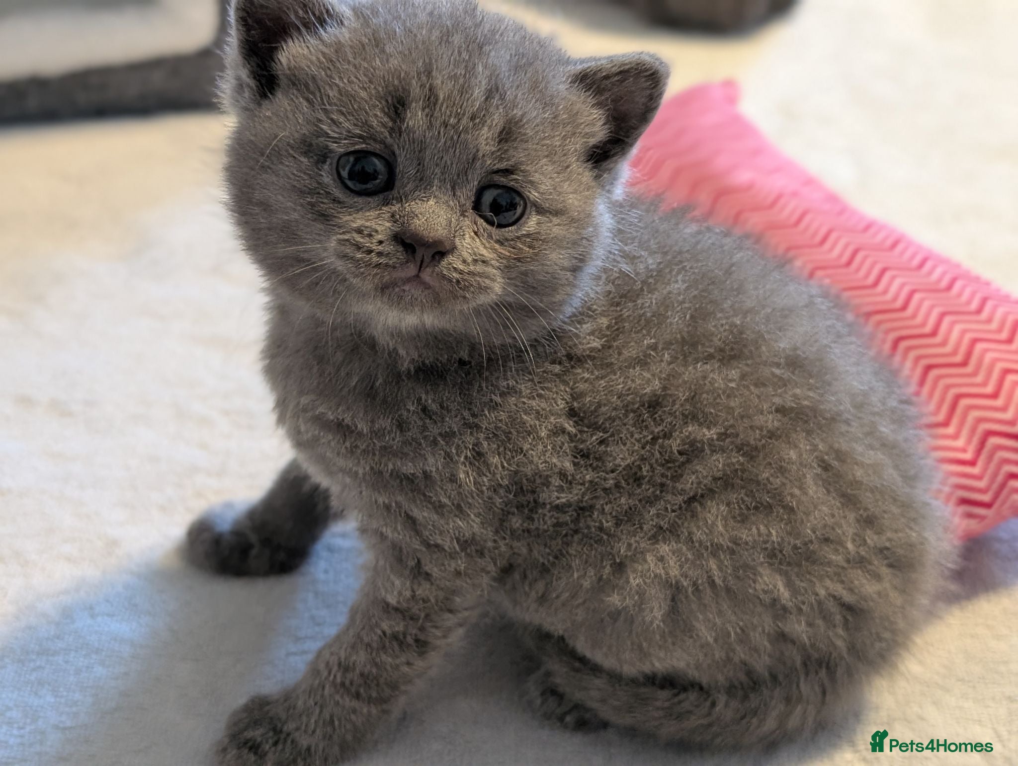 British Shorthair cats Last Boy - Blue BSH GCCF registered kittens  - Advert 1