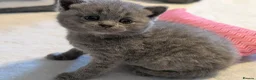 British Shorthair cats for sale: Beautiful Blue BSH GCCF registered kittens  - Advert 3