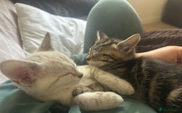 British Shorthair cats for sale: Luna and Tigger for sale  - Image 4