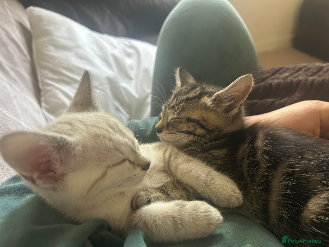 British Shorthair cats for sale: Luna and Tigger for sale  - Image 4