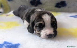 Beagle dogs for sale: Champion Show Line Beagle Puppies - Image 21