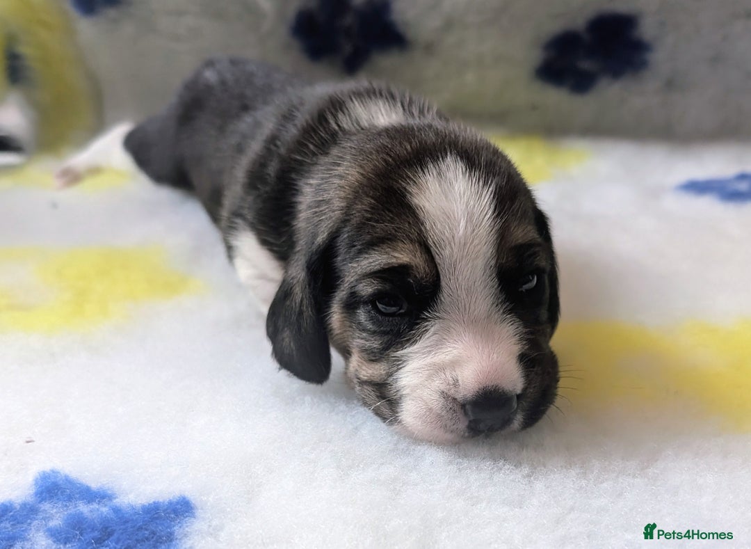 Beagle dogs for sale: Champion Show Line Beagle Puppies - Image 21