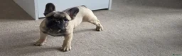 French Bulldog dogs for sale:  Daisy & Rolf – Beautiful French Bulldog Puppies  - Advert 7