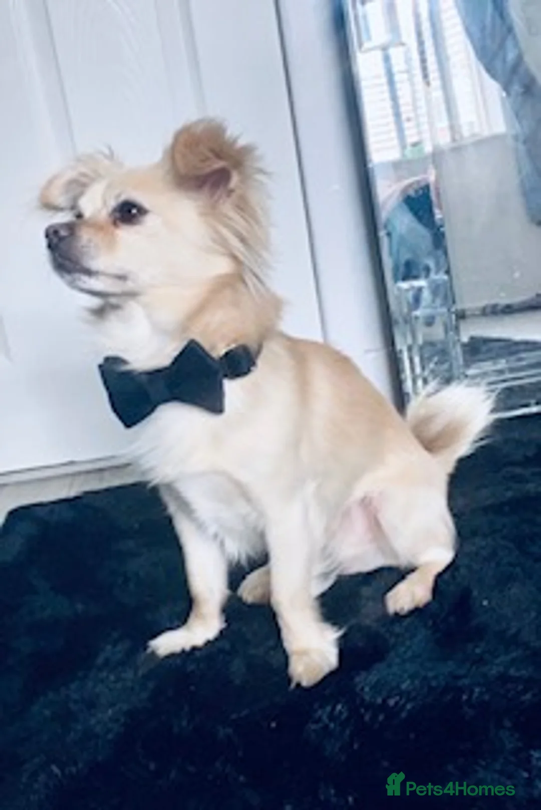 Chihuahua dogs for sale: Baby Girl Chihuahua  - Advert 5