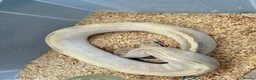 Python Snake reptiles for sale: Royal pythons  - Advert 14