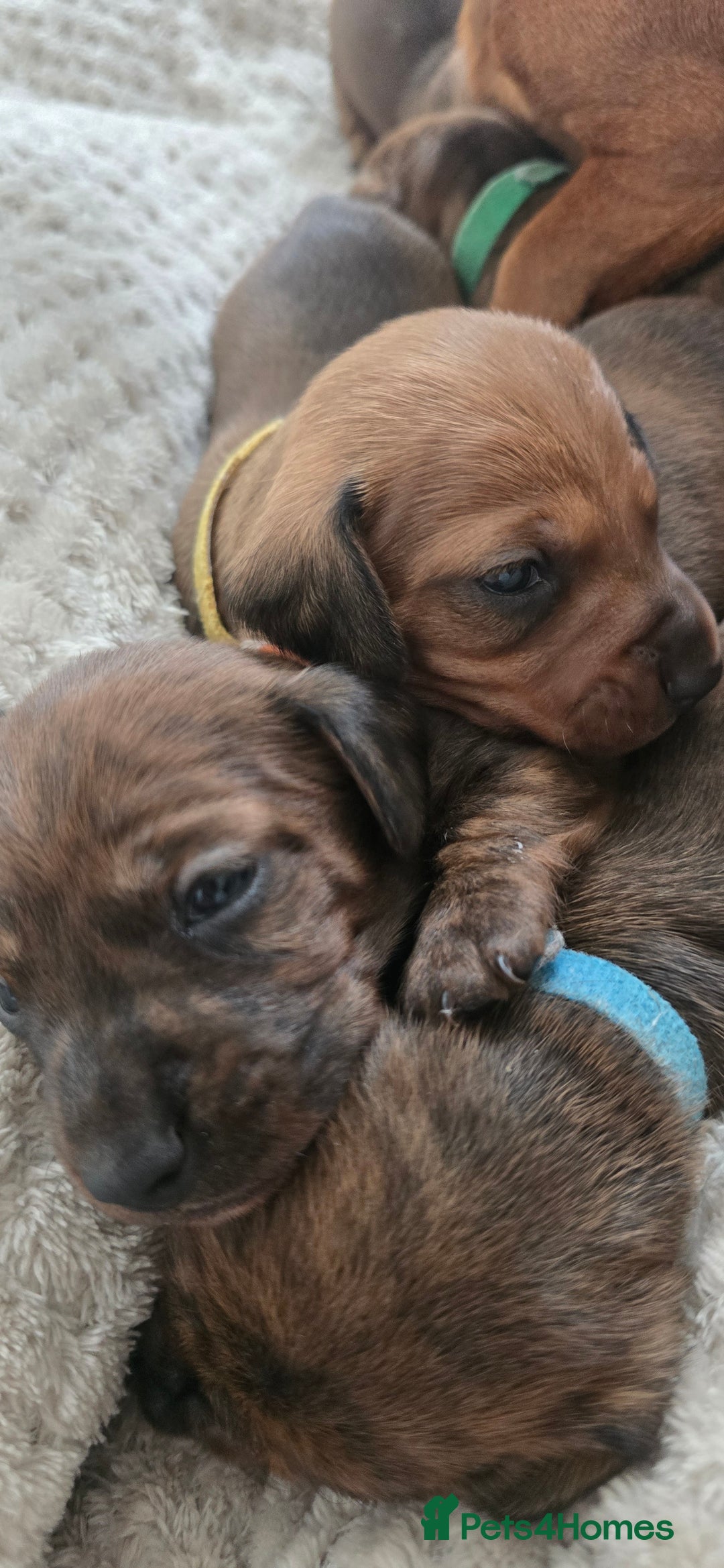 Miniature Dachshund dogs for sale: Miniature dachshund  - Image 9