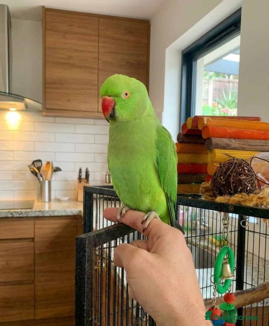 Parrots birds Baby ring neck talking parrot  - Advert 18