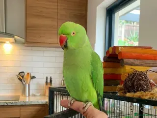 Parrots birds Baby ring neck talking parrot - Advert 18