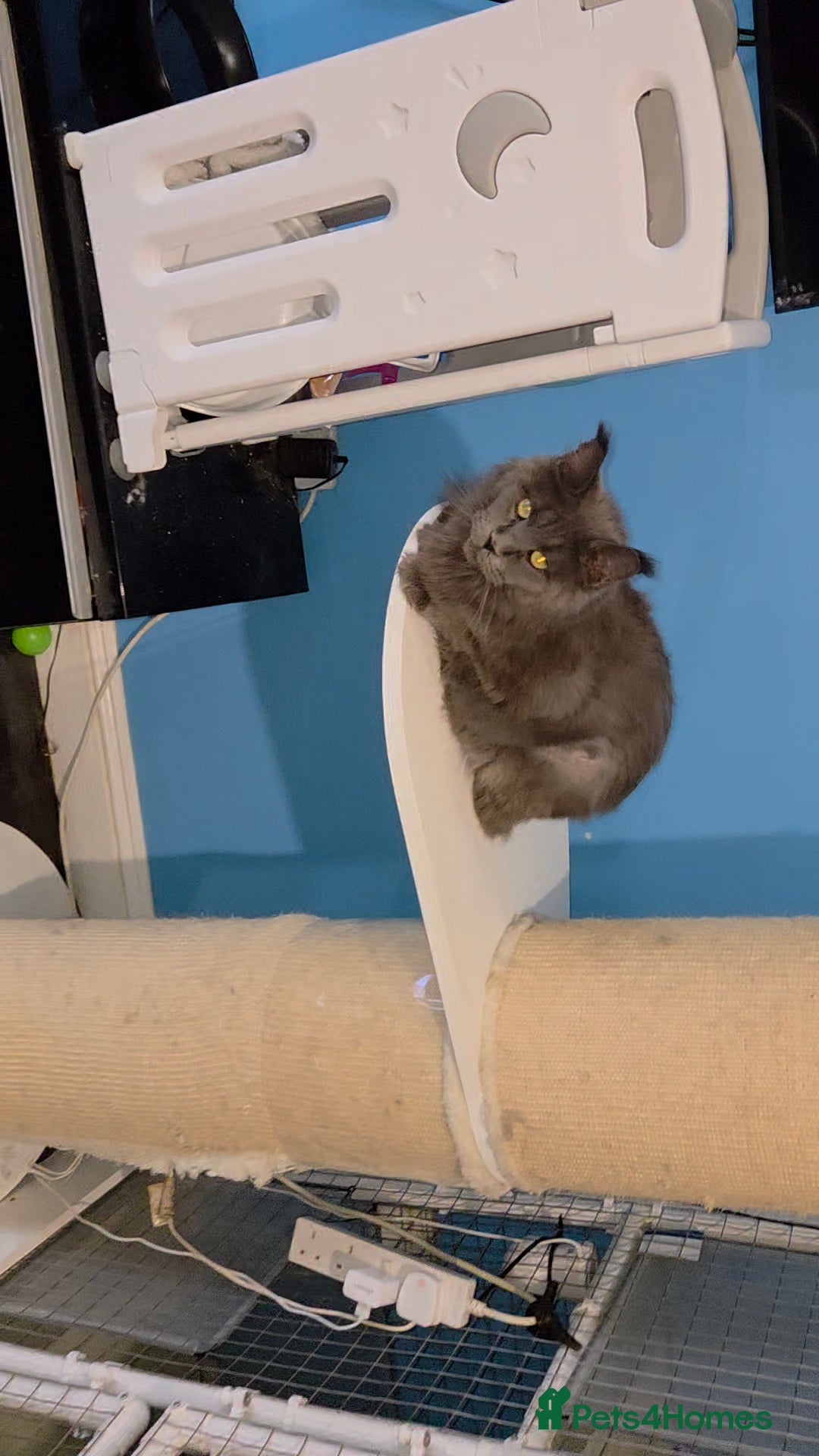 Maine Coon cats for sale: Gccf Beautiful  blue Maine Coon  - Advert 2