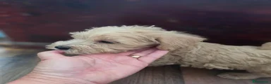 Mixed Breed Puppy 2