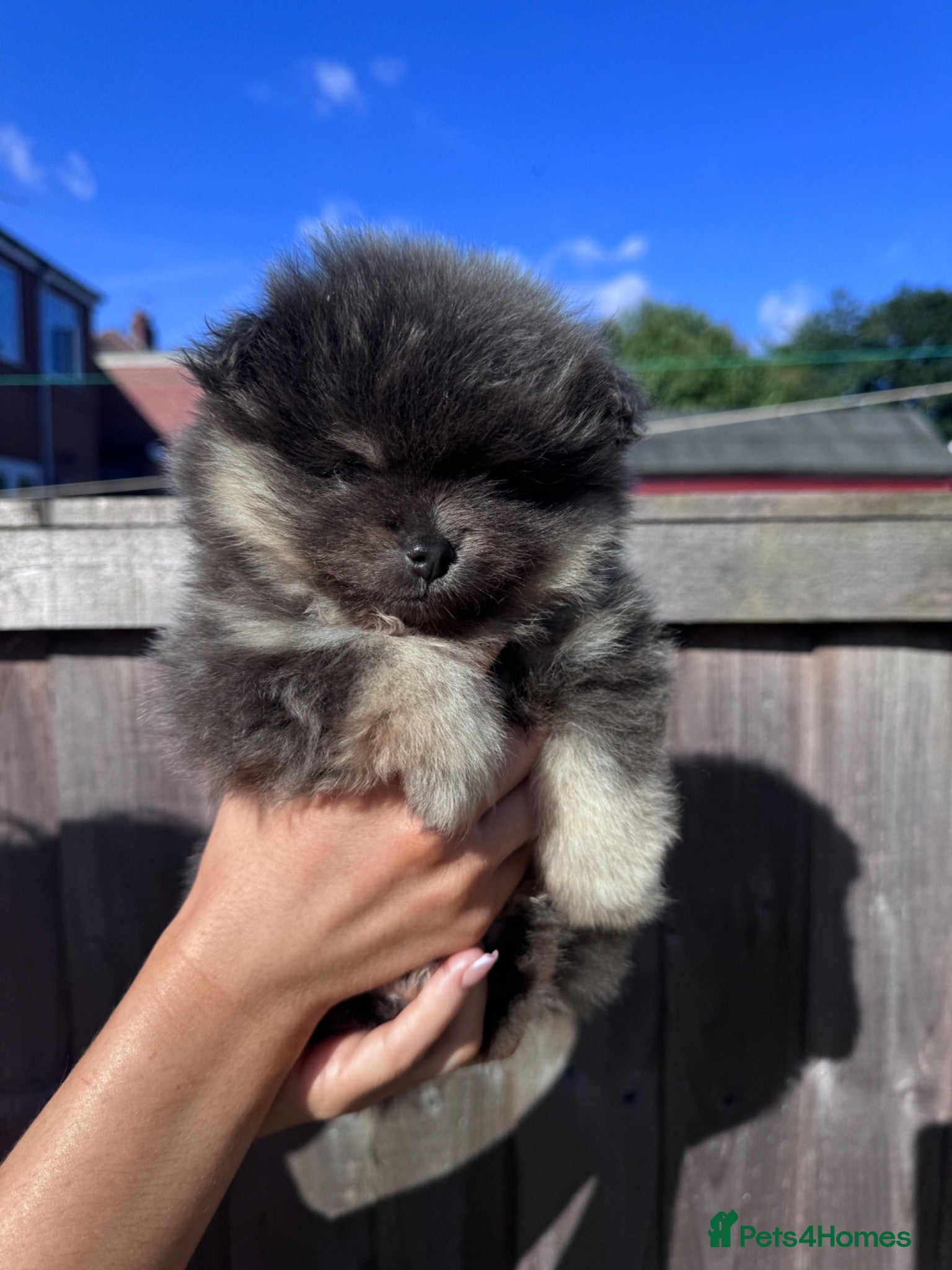 Pomeranian dogs Toy Pomeranian pup (male💙)  - Advert 7