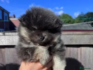 Pomeranian dogs Toy Pomeranian pup (male💙) - Advert 5