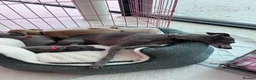 Italian Greyhound dogs for sale: Pedigree Italian Greyhound Puppies *Bred by Vets* in Abingdon - Advert 2