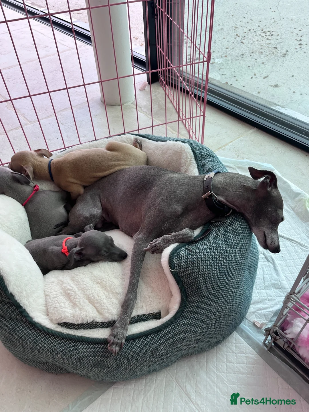 Italian Greyhound dogs for sale: Pedigree Italian Greyhound Puppies *Bred by Vets* in Abingdon - Advert 2