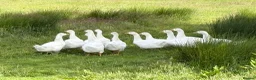 Geese poultry for sale: Goslings Geese for sale in Llanidloes - Advert 5