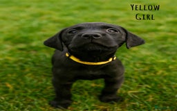 Labrador Retriever dogs for sale: Kc Registered Labradors ready to leave now - Image 9