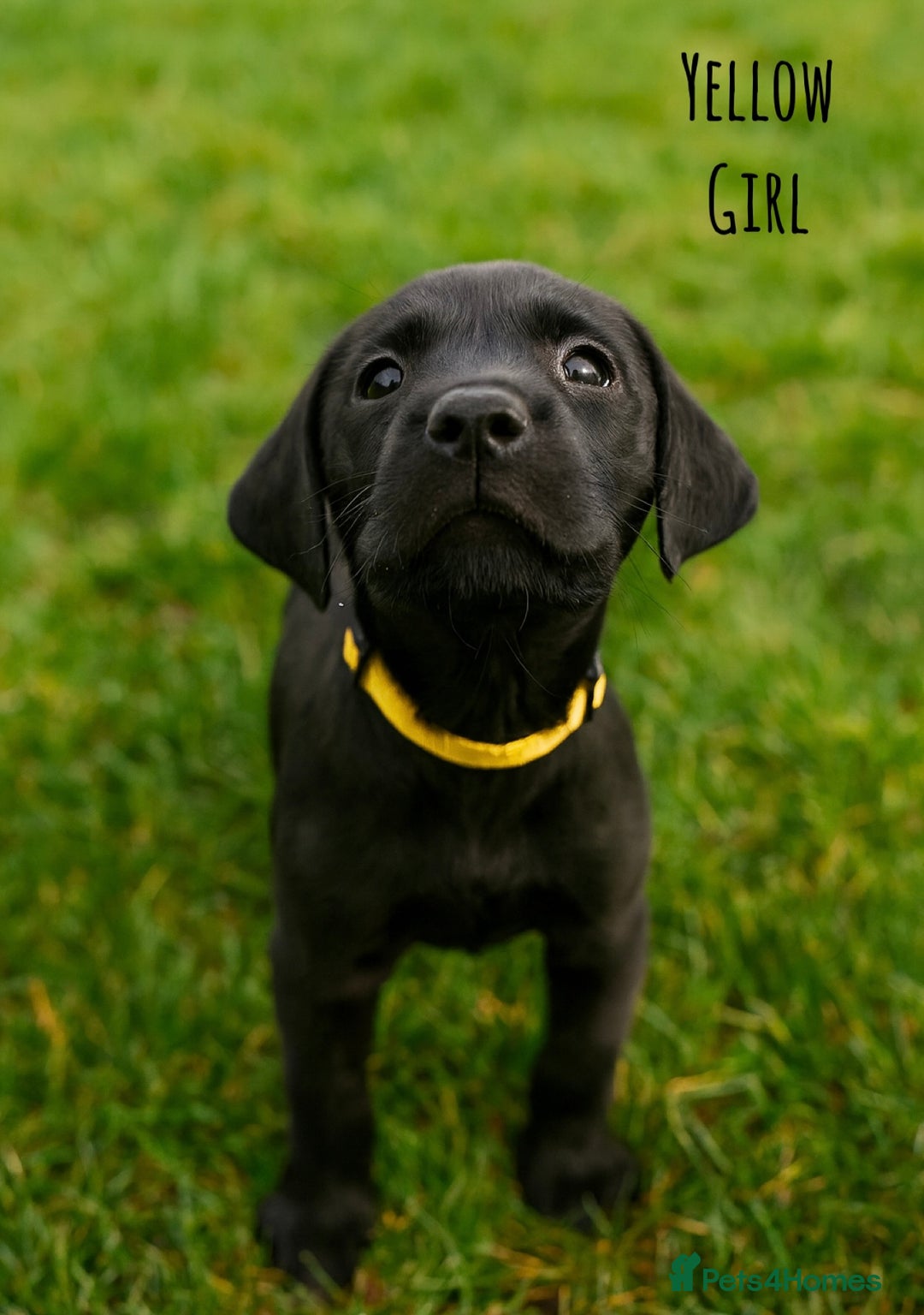 Labrador Retriever dogs for sale: Kc Registered Labradors ready to leave now - Image 9
