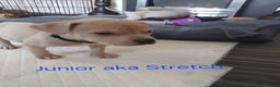 Mixed Breed dogs for sale: Staffordshire bull terrier X puppies - Advert 9