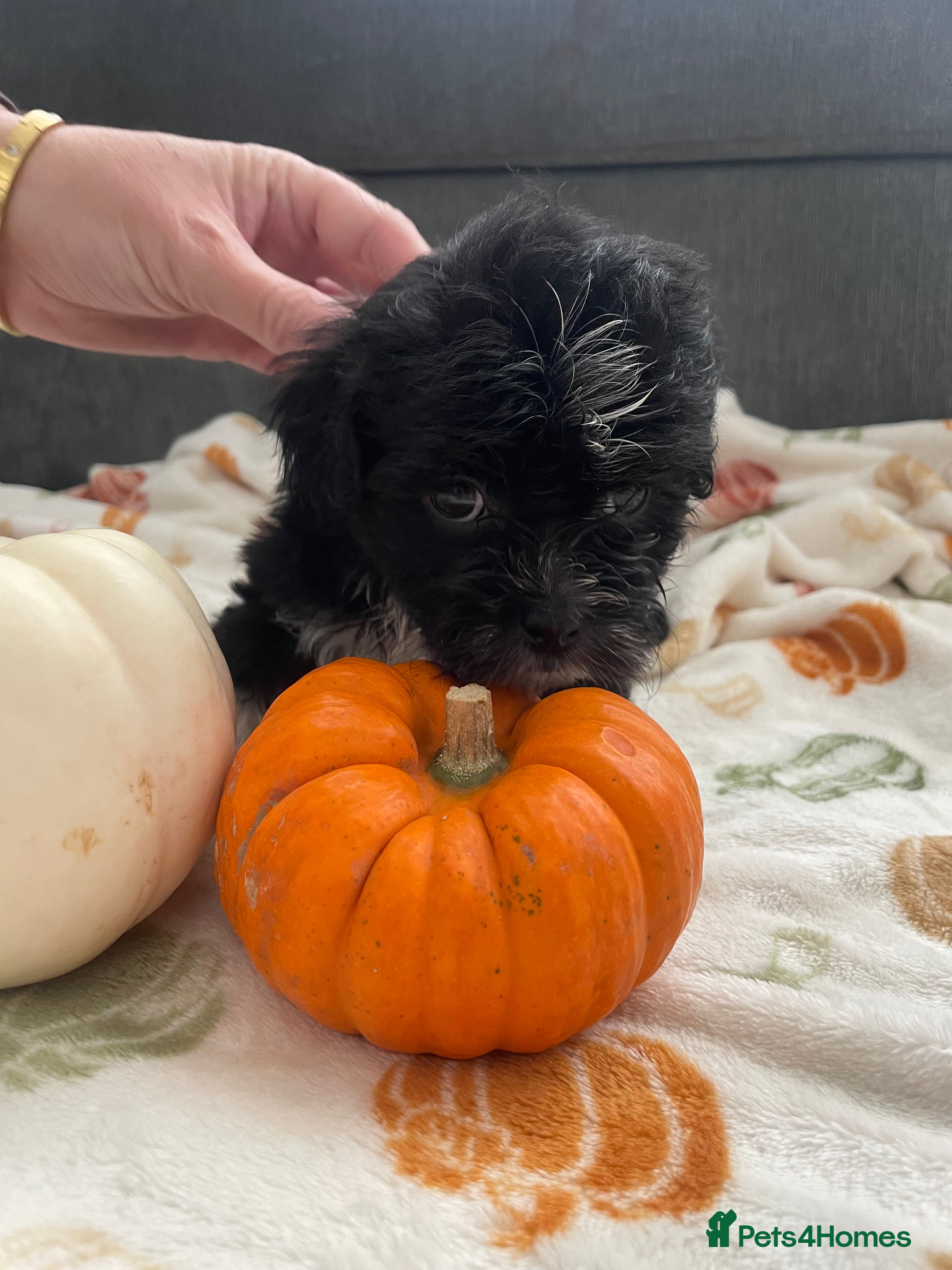 Mixed Breed dogs Maltese cross La Chon puppies  - Advert 16