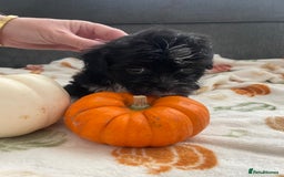 Mixed Breed dogs for sale: Maltese cross La Chon puppies  - Image 1