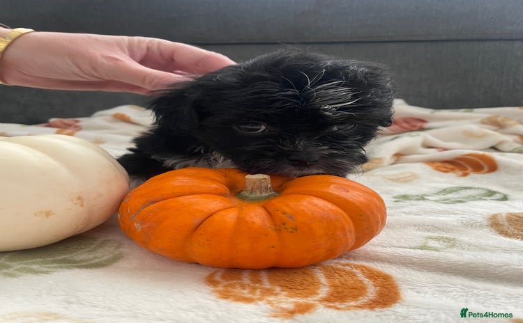 Mixed Breed dogs - Advert 1