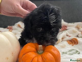 Mixed Breed dogs for sale - Advert 1