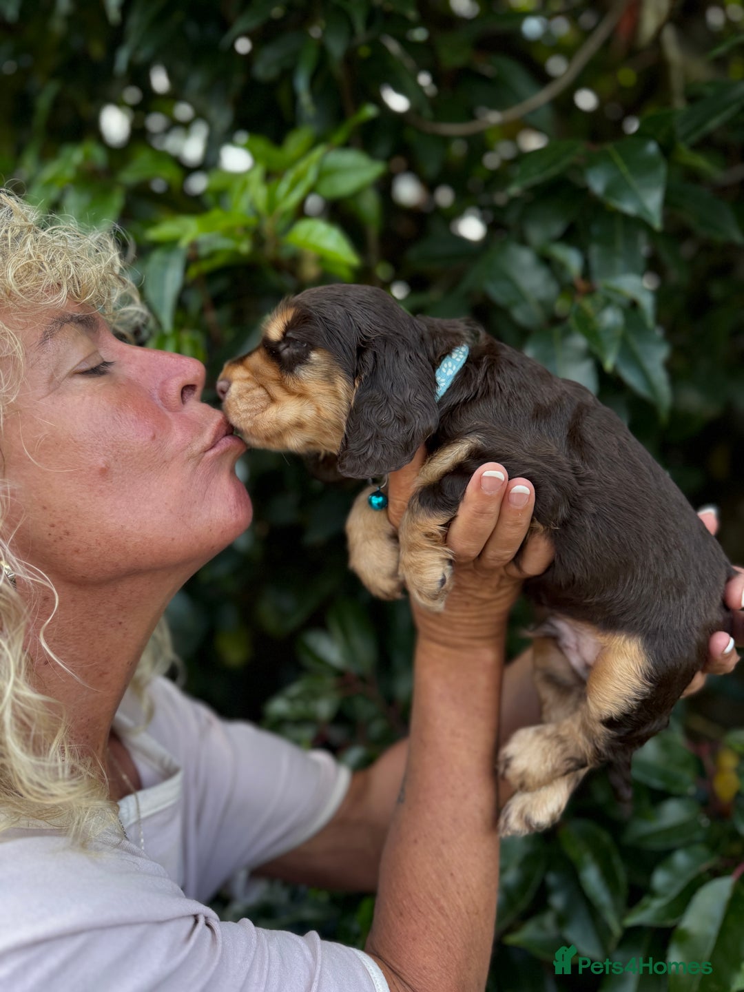 Cocker Spaniel dogs for sale: Show Cocker Spaniel pups KC reg - Image 5