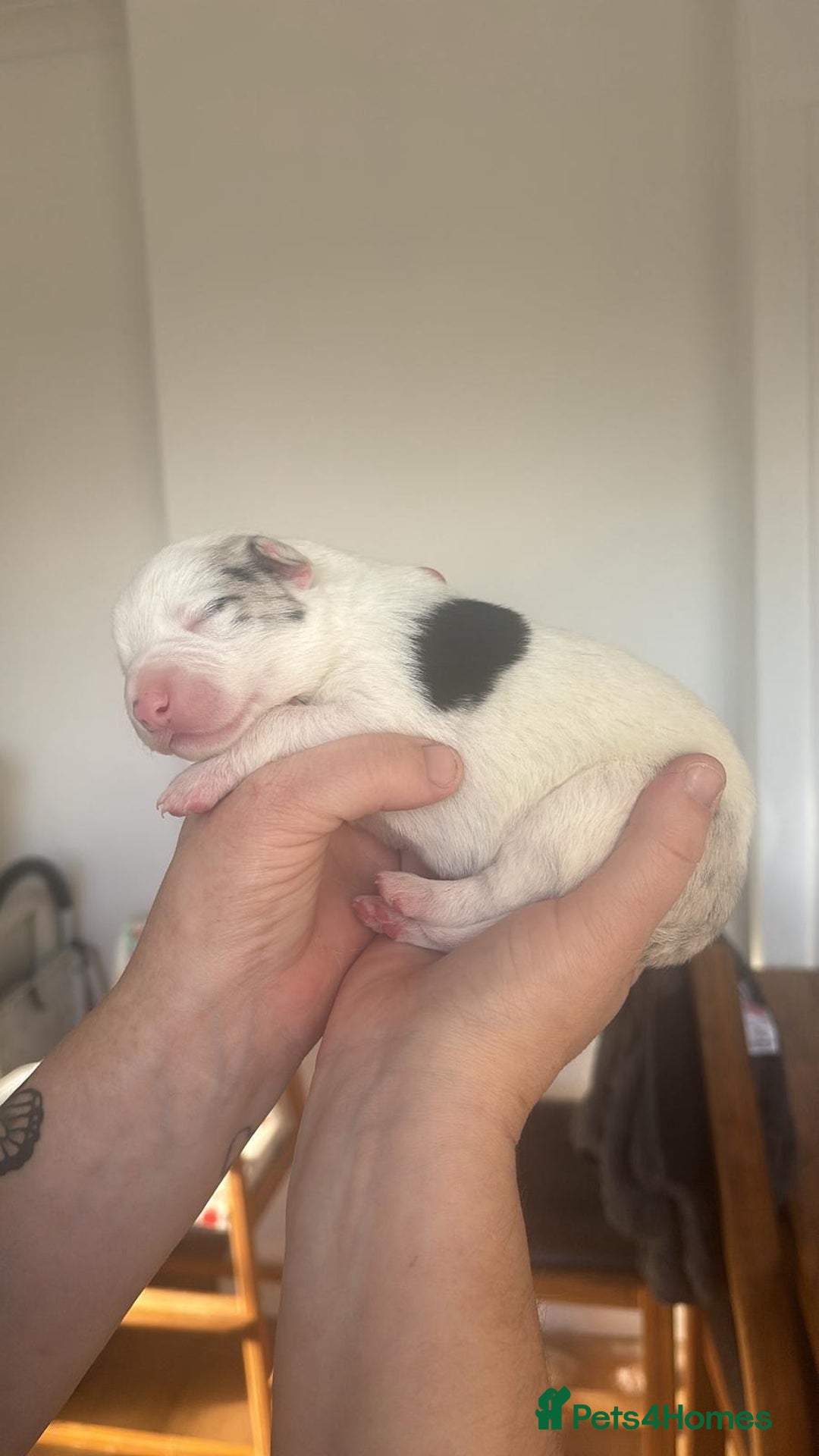 Border Collie dogs for sale: ✨ 6 beautifully marked border collie puppies ✨ - Advert 11