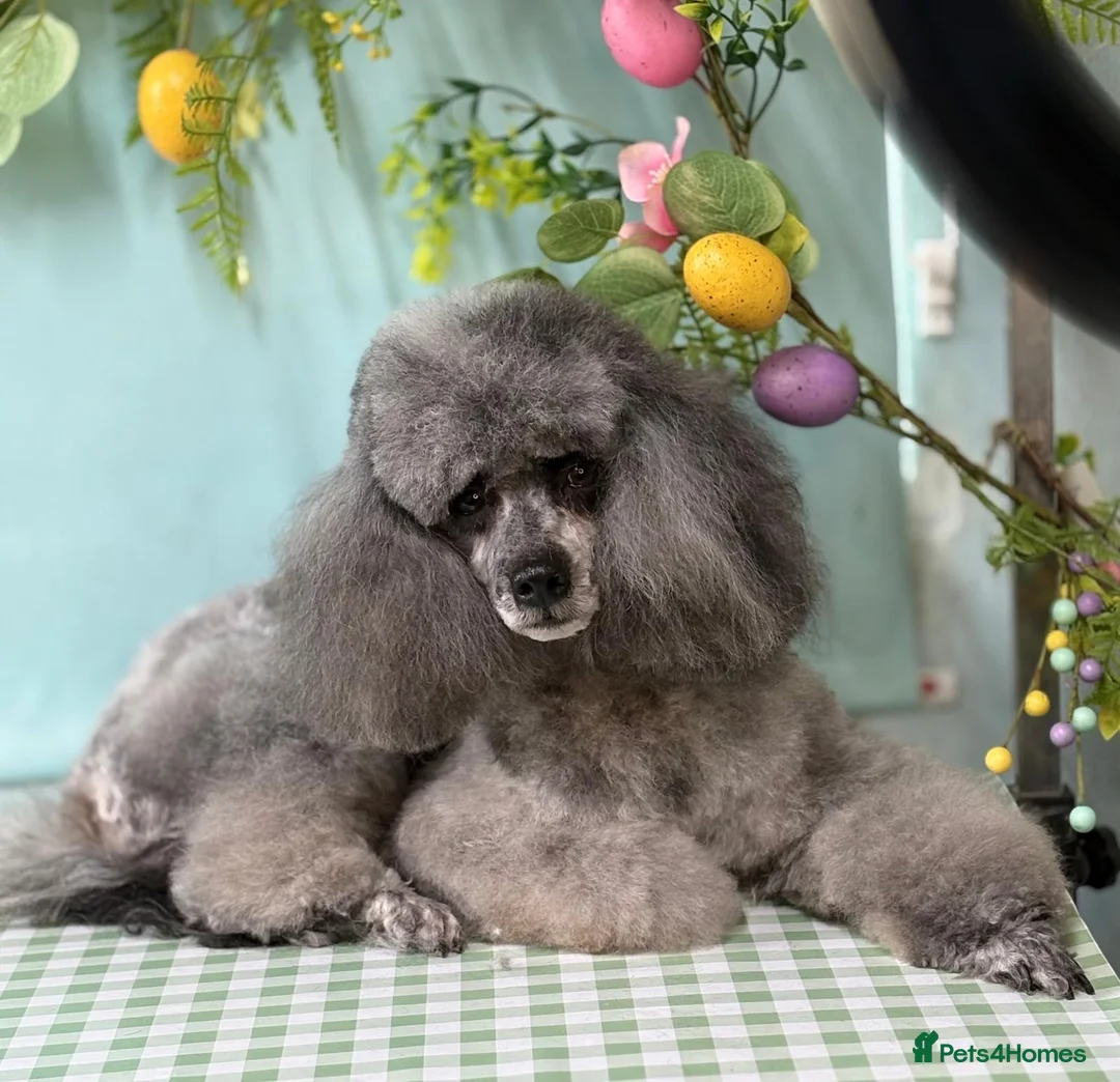 Miniature Poodle dogs for sale: BLUE MERLE MINIATURE POODLE MALE - Advert 8