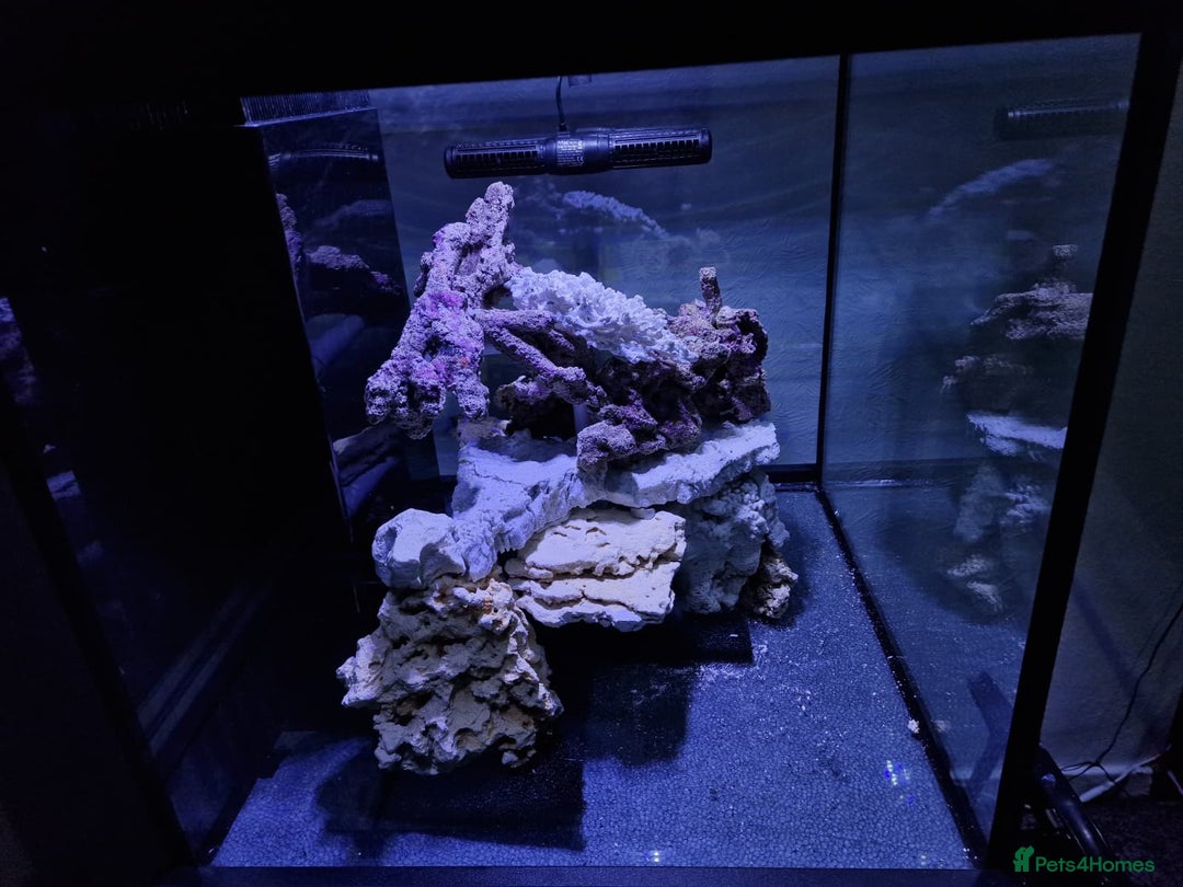 Other/Mixed Breed fish for sale: Salt water aquarium + quarantine tank - Image 2