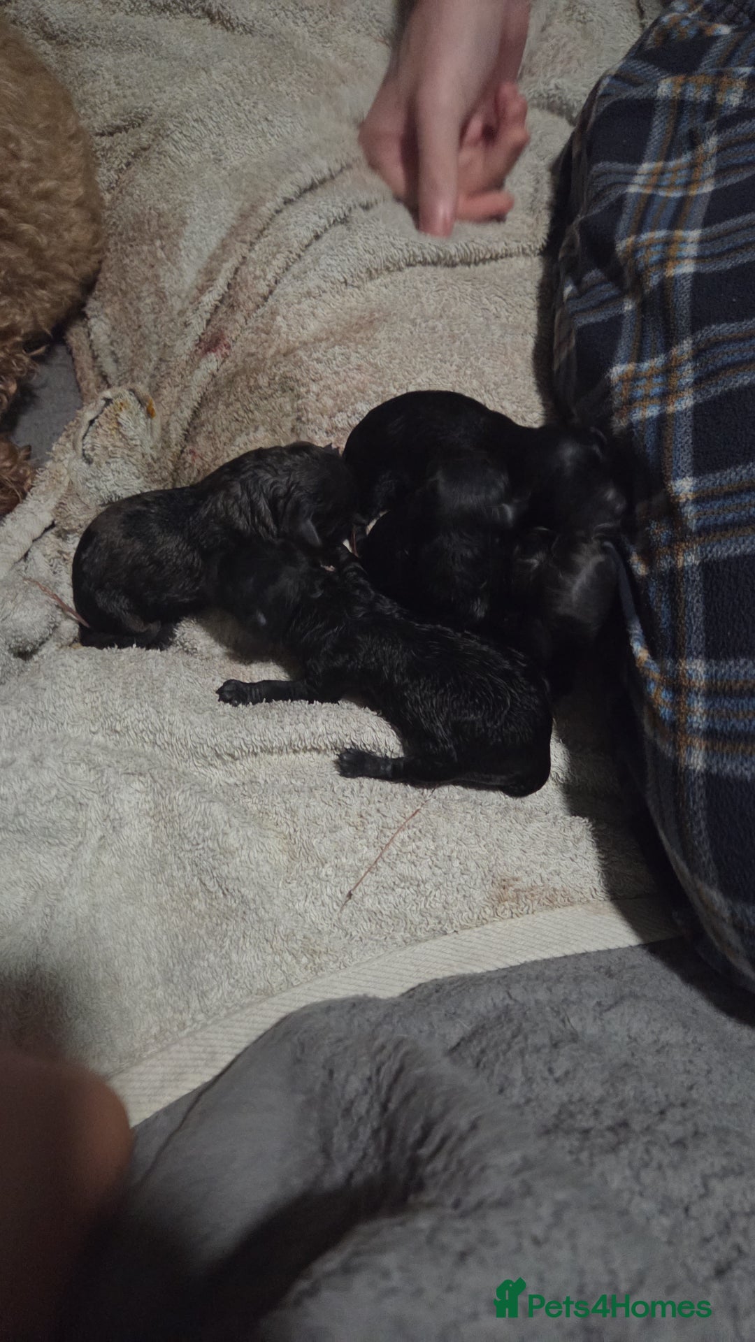 Cockapoo dogs for sale: Puppy cockapoos  - Advert 17