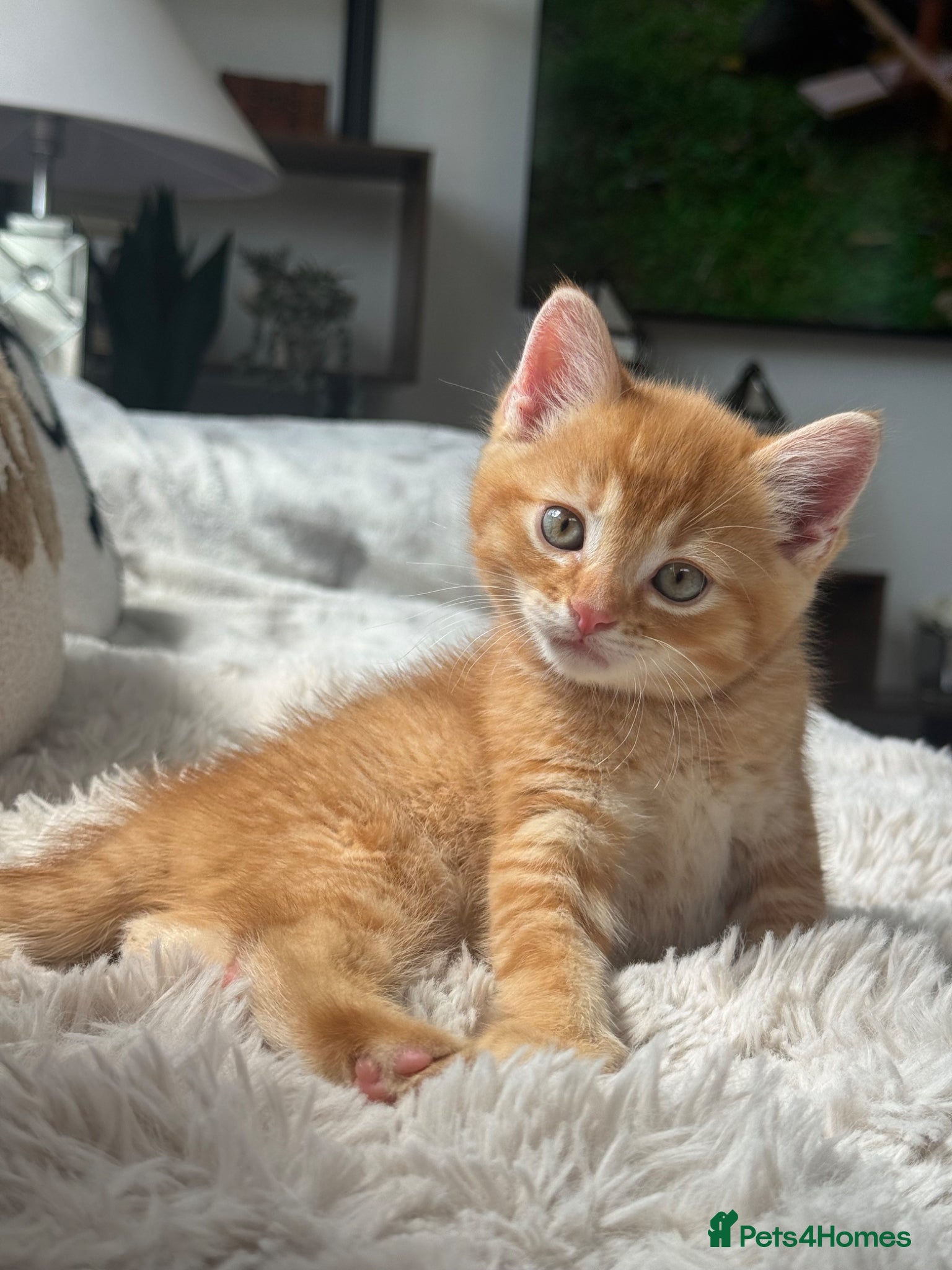 Domestic Shorthair cats 4 Sweet Boys for Sale  - Advert 1