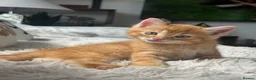 Domestic Shorthair cats for sale: 4 Sweet Boys for Sale  in Marlow - Advert 2