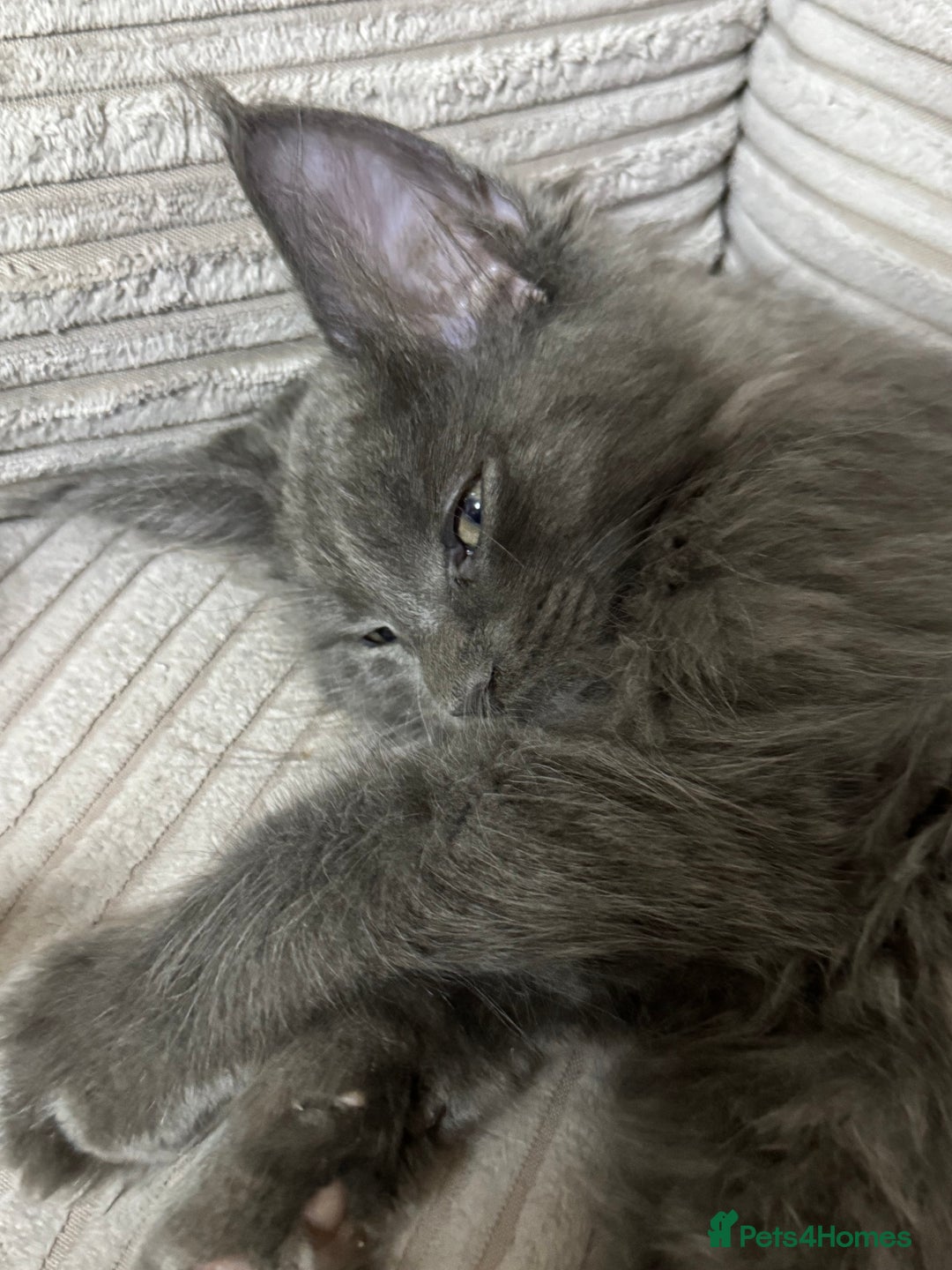 Maine Coon cats for sale: Adorable pure breed Maine coon Kittens’s for sale - Advert 17
