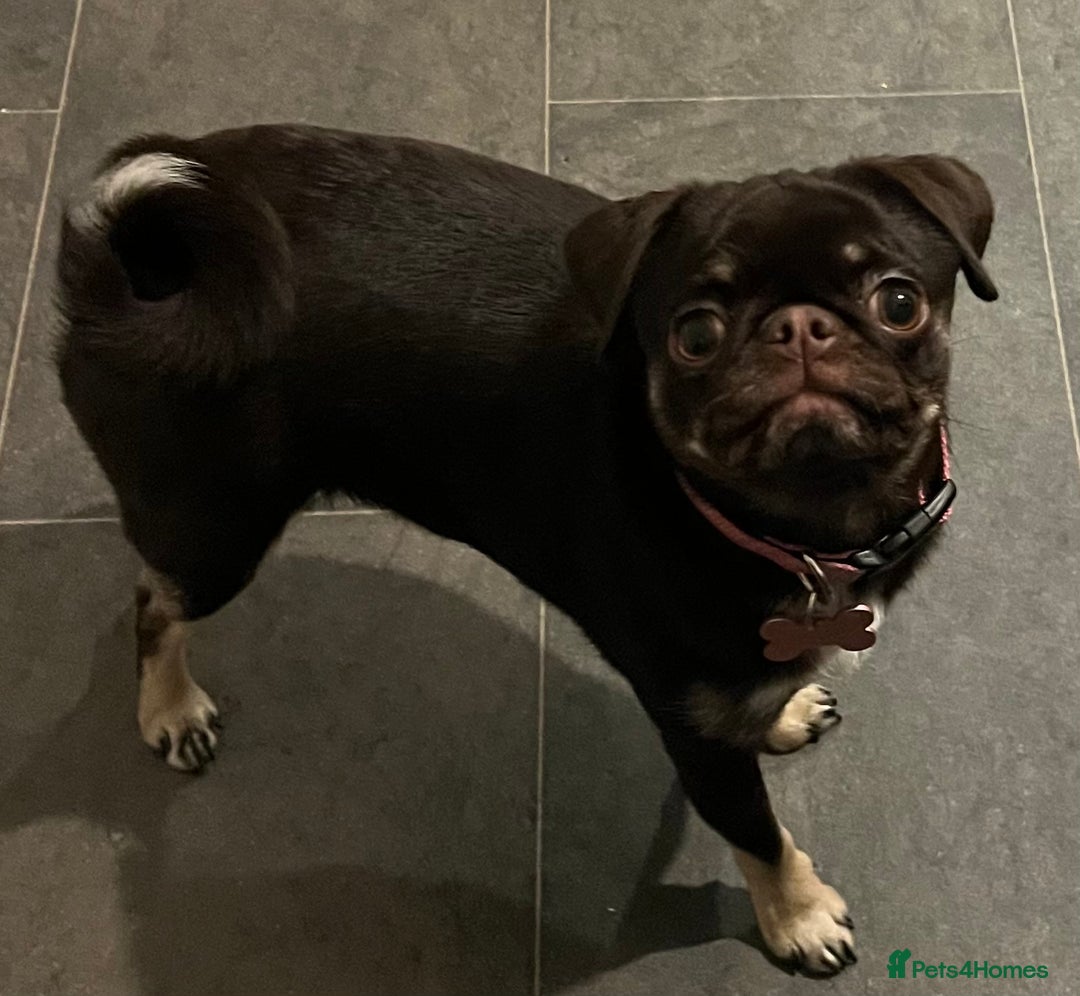 Pug dogs for sale: Tiny pug girl - Advert 11