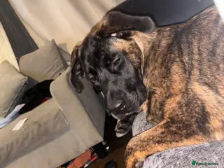 Mixed Breed dogs Cane corso x German Shepard - Advert 1