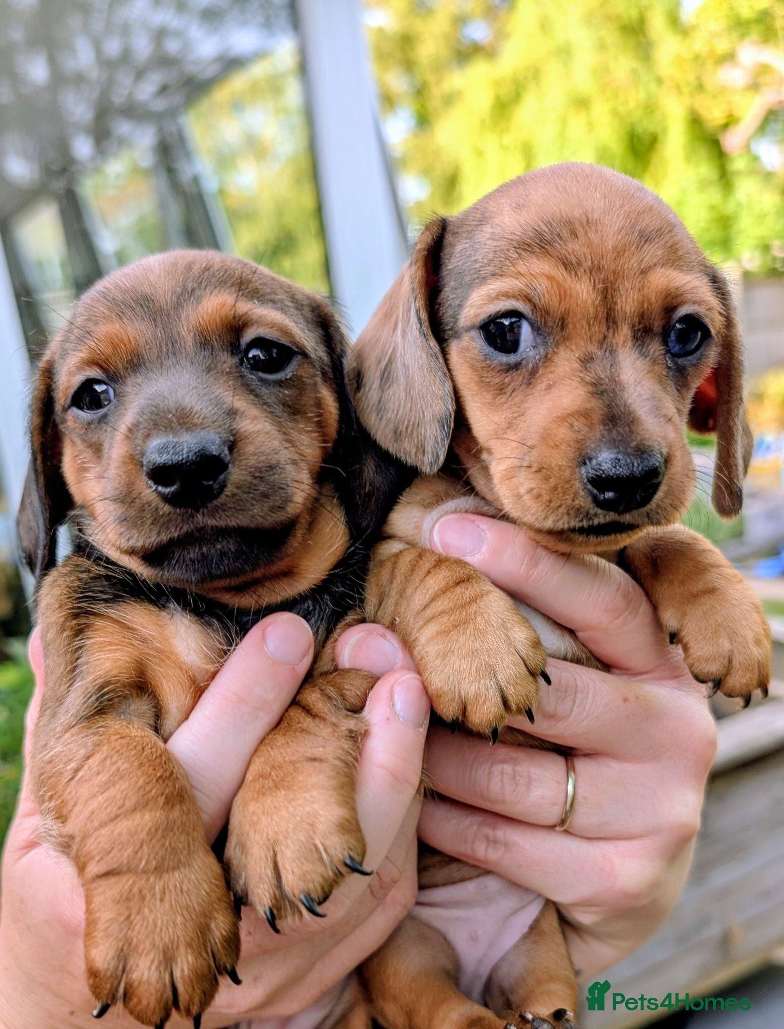 Miniature Dachshund dogs Miniature Dachshund  - Advert 2