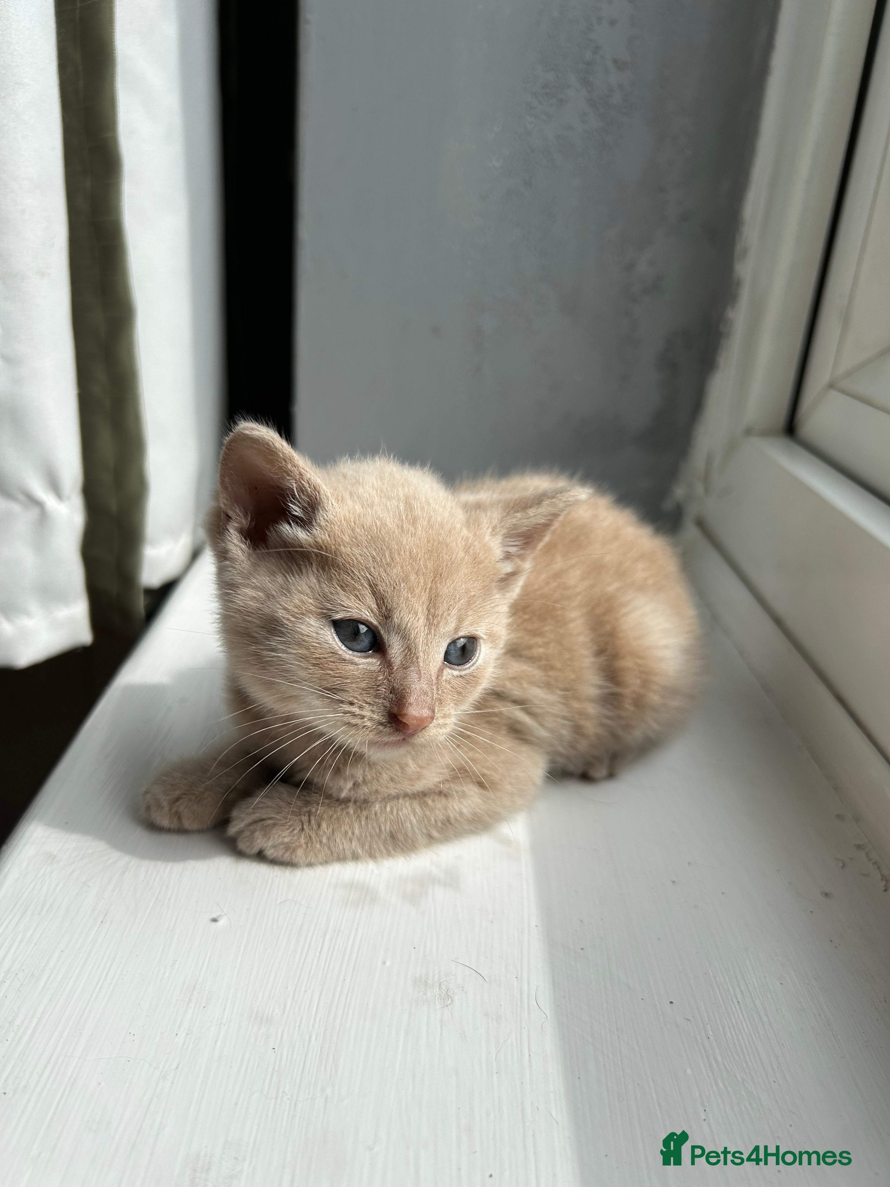 Mixed Breed cats for sale: 🚨GORGEOUS KITTENS READY TO LEAVE 🚨 - Advert 2