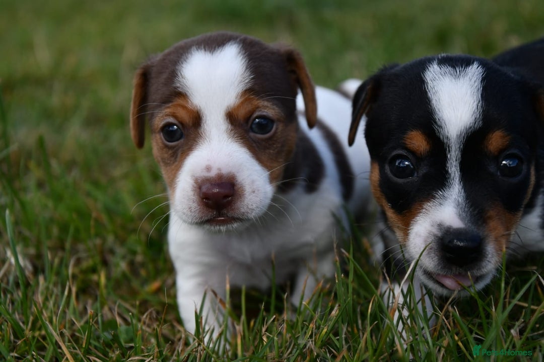 Jack Russell dogs for sale: Jack Russel puppies for sale  - Image 19