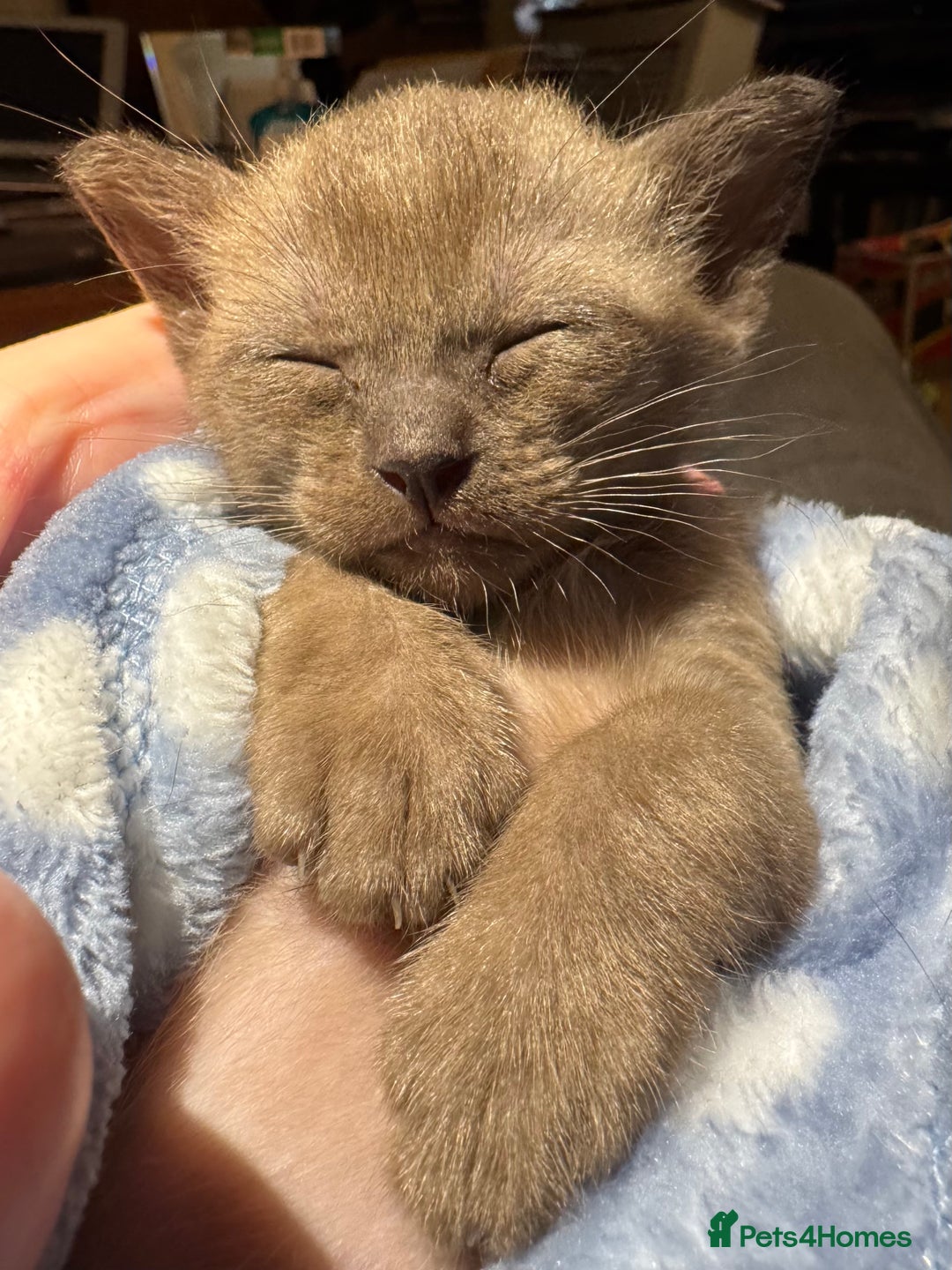 Burmese cats for sale: Four beautiful, bouncy, robust GCCF-reg'd kittens - Image 6