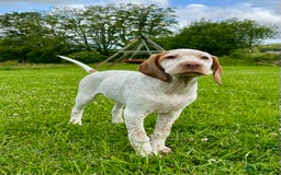 German Shorthaired Pointer dogs for sale: Braque Du Bourbonnais 🇫🇷 French Pointer - Image 11