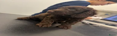 Cockapoo 1
