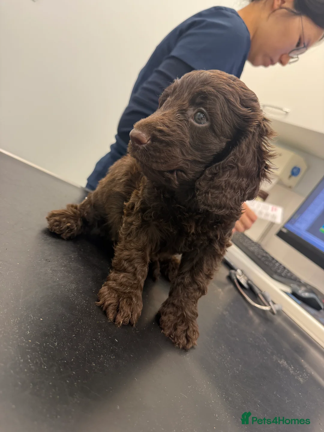 Cockapoo dogs for sale: F1 cockerpoo - Advert 2