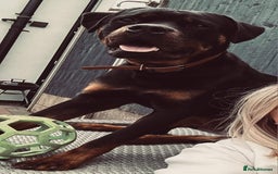 Rottweiler dogs for stud: Onex de Tierra Ibera now available for stud in Newark - Image 37