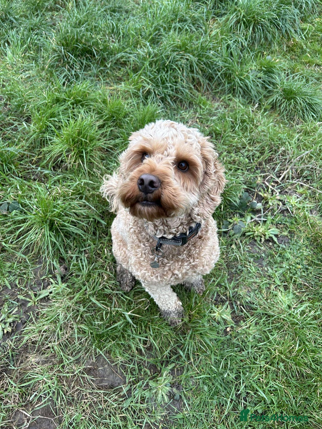 Cockapoo dogs for adoption: JACK  - Advert 1